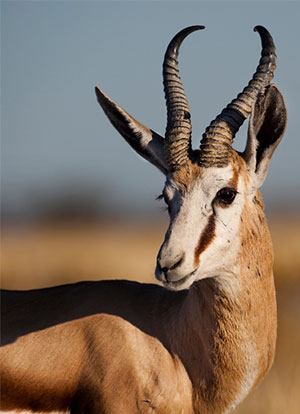 Springbok antelope with curved horns in a natural habitat