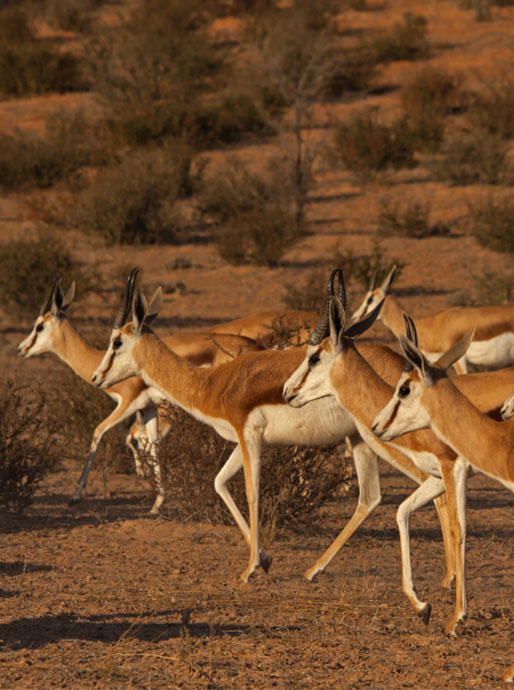 Springboks running in a dry, bushy landscape