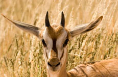 Springbok gazing in a field of tall grass