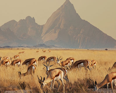 Springboks grazing in a vast grassland with a mountain in the background